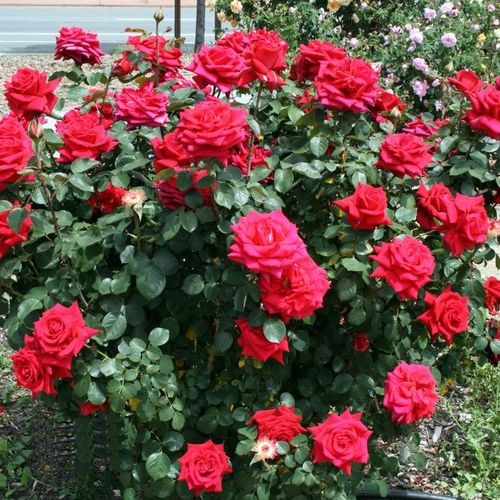 Ciemnoczerwony  - Róże pienne - z kwiatami hybrydowo herbacianymi - korona równomiernie ukształtowana